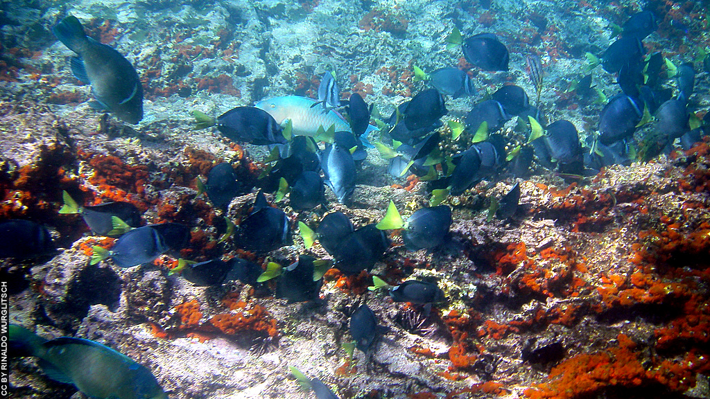 Blog Ativa_Ilhas_Galapagos_Mergulho