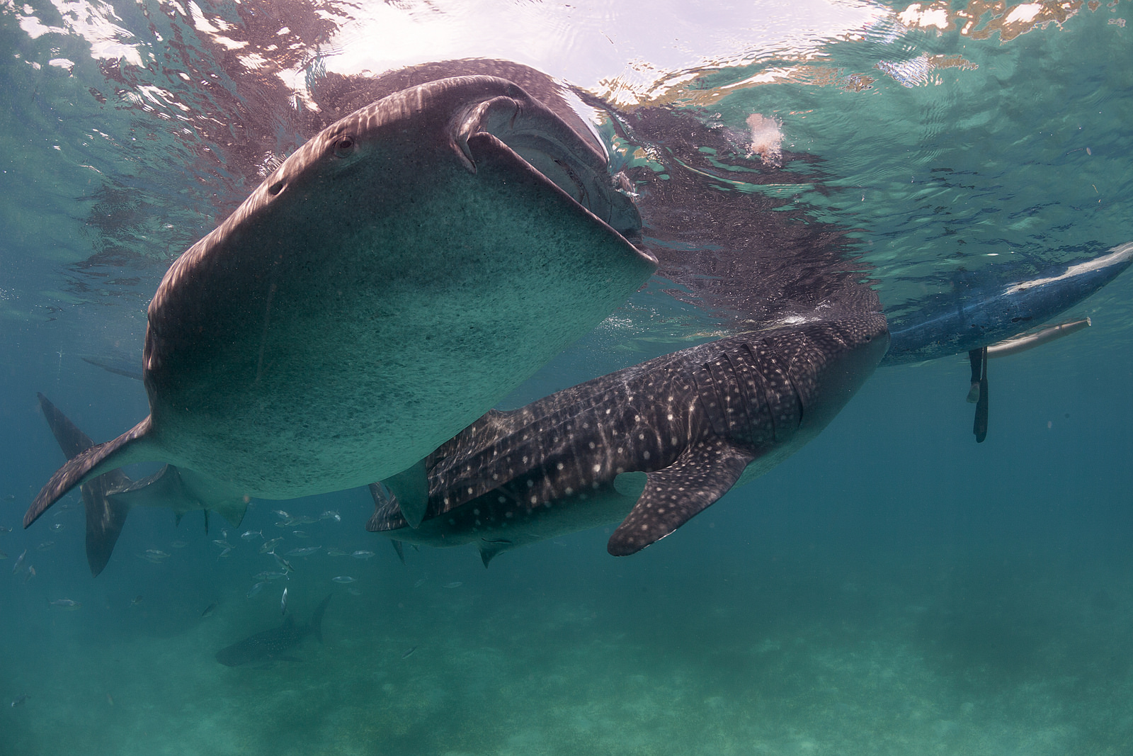 Blog Ativa_Tubaroes_baleia_photoby_PacificKlaus_via_visualhunt